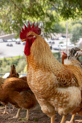 rooster and hens on a mountain farm