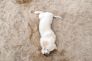 A male golden retriever puppy is digging a hole in a pile of sand in the backyard.