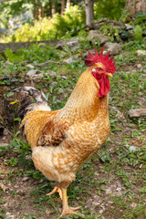 rooster and hens on a mountain farm