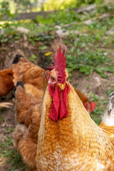 rooster and hens on a mountain farm