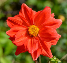 Dahlia