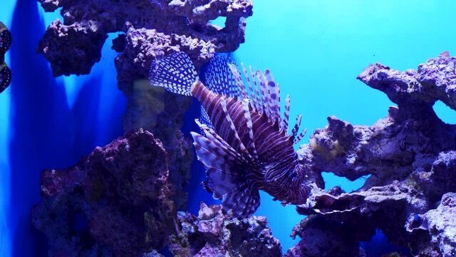 Amazing butterfuly fish is swimming slowly in transparent blue water in the aquarium. Great butterfly cod underwater against grey stones