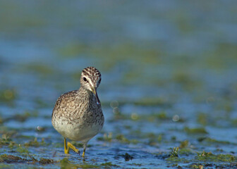 Wood Sandpiper - Tringa glareola, Crete