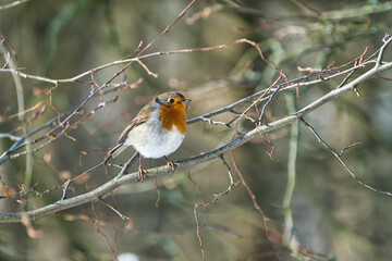 single robin at a sunny and cold winterday on a tree