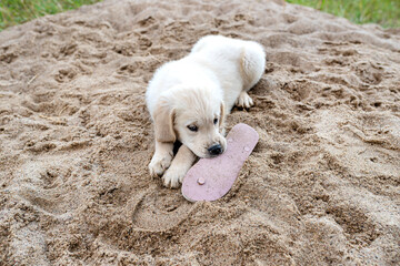 A male golden retriever puppy bites womens flip flops on a pile of sand in the yard.