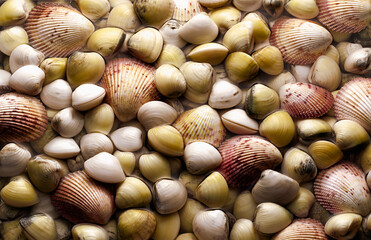 Fundo de cena de Moluscos em Conchas