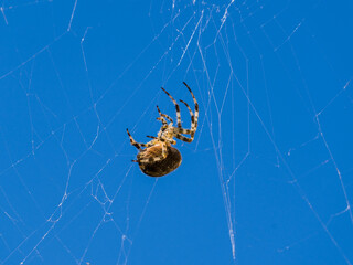Spider hanging on its sunlit cobweb on clear blue sky in background