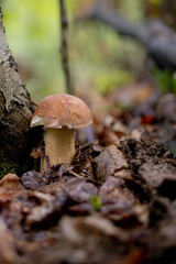 White mushrooms in the woods, on a background of leaves, bright sunlight. Boletus. Mushroom