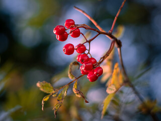 Close-up of a mountain ash red fruits on the tree. Autumnal colours.
Blurred background.
