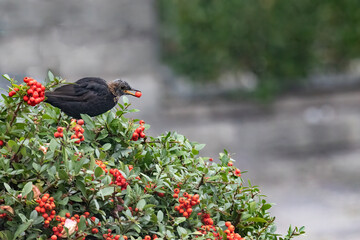 An old blackbird (turdus merula) sitting on a bush of firethorn (pyracantha) with a red berry in its beak