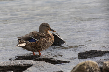 A male duck standing in water between some stones with sunlight in backlit