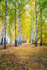 Obraz premium Birch grove on a sunny autumn day, panoramic landscape.