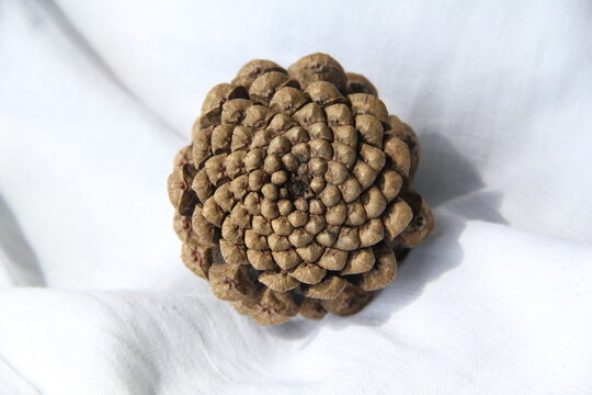 Round grey pinecone isolated on white cloth background with space for text