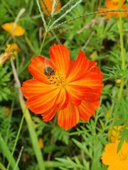 orange flower in the garden