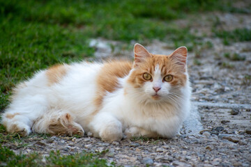 chat qui observe