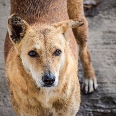 Street dog searching for some amazing food, Dog in old delhi area Chandni Chowk in New Delhi, India, Delhi Street Photography, Street Dog looking for food