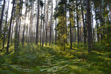 Forest trees. nature green wood