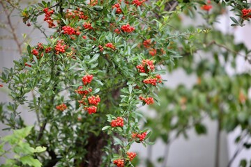 관상용 식물 피라칸다 열매