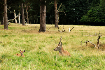 deer and doe in the woods