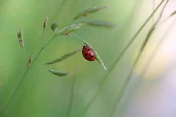 ladybug on grass