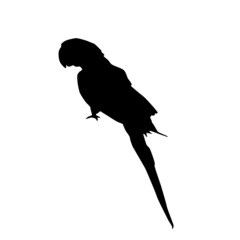 Fototapeta premium Silhouette of hyacint macaw (Anodorhynchus hyacinthinus). Side view. Vector illustration isolated on white background.