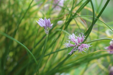 pink cosmos flower