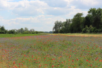 flowerfield