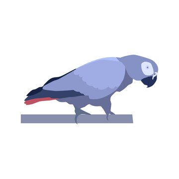 Abstract modern illustration of a african grey parrot ((Psittacus erithacus). Side view. Trendy artistic vector design isolated on white background.
