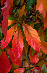Beautiful bright autumn pattern of living leaves of different colors