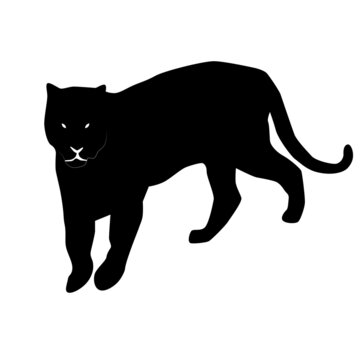 black silhouette of bengal tiger (Panthera tigris tigris) going forward, vector illustratin isolated on white background, realistic outline
