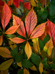 Beautiful bright autumn pattern of living leaves of different colors