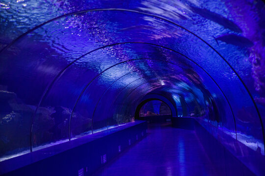 glass tunnel of a marine aquarium