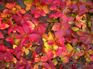 Beautiful bright autumn pattern of living leaves of different colors