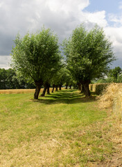 Ścieżka z wierzbami © Asfodel