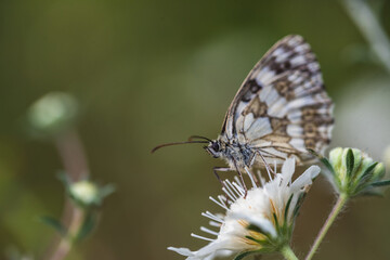 Melanargia galathea, Marbled White butterfly on flower.