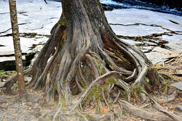 Tree roots along the Sturgeon River above Canyon Falls in Baraga County Michigan