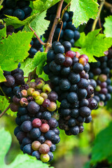 red grapes on vine, red wine grapes, bunch of grapes