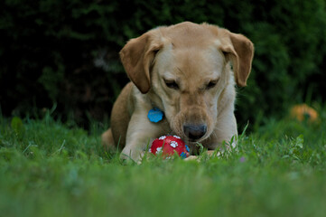 Pies leżący, labrador z piłką, zieloną obrożą, z brązowymi oczami.