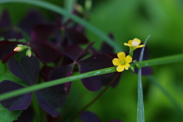 yellow flower on green grass background