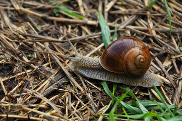 Grape snail on green leaf close-up. Wildlife, animals, macro, mollusca, fauna, flora, meal, eat, shellfish 
