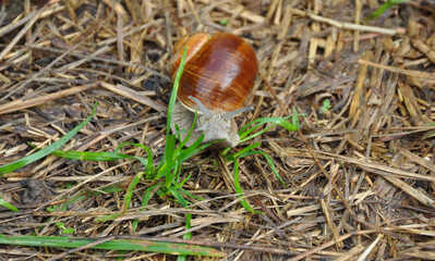 Grape snail on green leaf close-up. Wildlife, animals, macro, mollusca, fauna, flora, meal, eat, shellfish 
