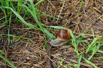 Grape snail on green leaf close-up. Wildlife, animals, macro, mollusca, fauna, flora, meal, eat, shellfish 
