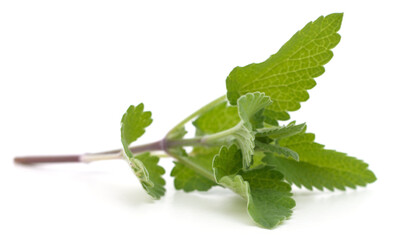 Leaves of green mint.