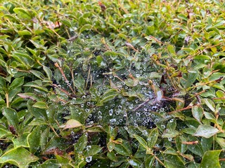 雨上がりの蜘蛛の巣