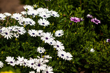 Vibrant display of giant daisy plants. Ox-eye daisies in full bloom. Beautiful white petals with contrasting yellow centres