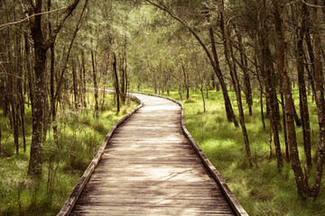 Path Through the Woods