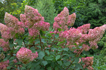 Hydrangea paniculata pinky winky, a magnificent shrub producing large pink flower in late summer - Powered by Adobe