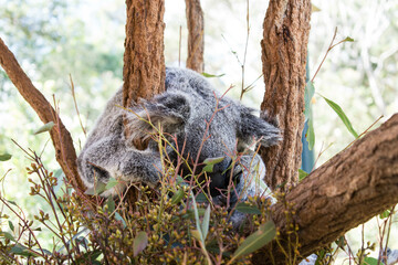 Life on Earth Through My Eyes.