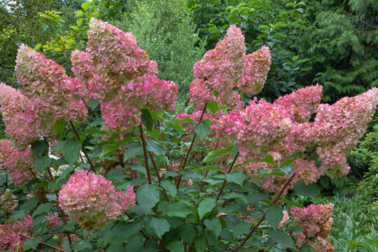 Hydrangea paniculata pinky winky, a magnificent shrub producing large pink flower in late summer