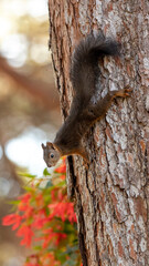 Squirrel on a tree